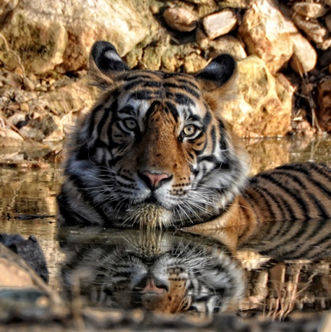 Tigre reflejado en agua