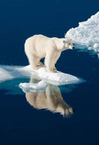 oso-polar-el-artico-se-derrite