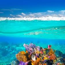 Cancun arrecife de coral