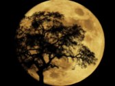 Large full moon with the silhouette of an oak tree.